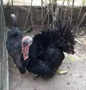 Kalkun black spanis sepasang