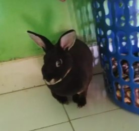 Kelinci mini rex