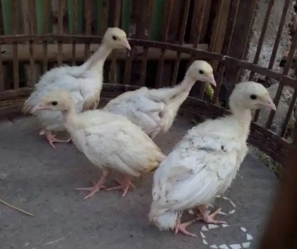 Kalkun Royal Palm Usia Anakan sampai Indukan