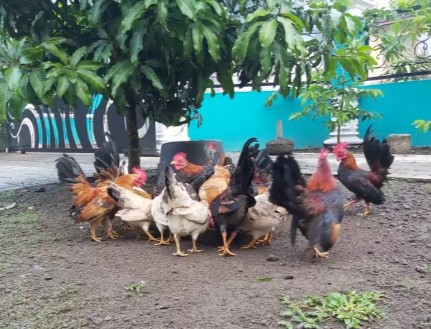Ayam Kate Jawa cantik
