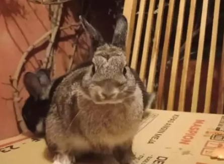 Kelinci Nedherland Dwarf