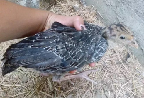 50 Anakan Ayam Kalkun Jenis Bronze Umur 1 Bulan