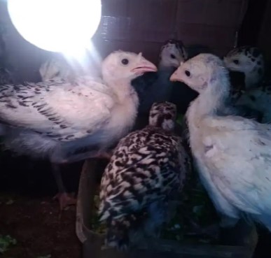 Ayam kalkun anakan 1 bulan