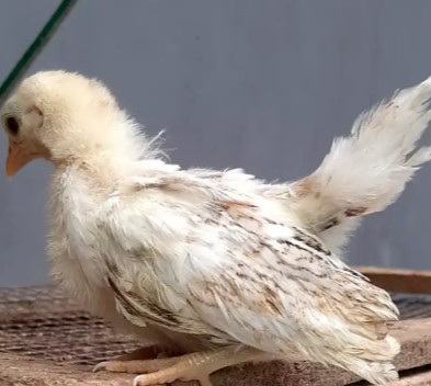 Anak Ayam Kate umur kurang dari 1 bulan