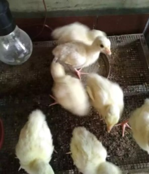 Bibit/anakan Kalkun hias White Holland