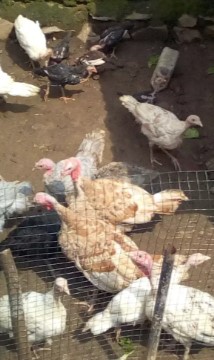 Kalkun bourben red (coklat) jantan umur 4 bln