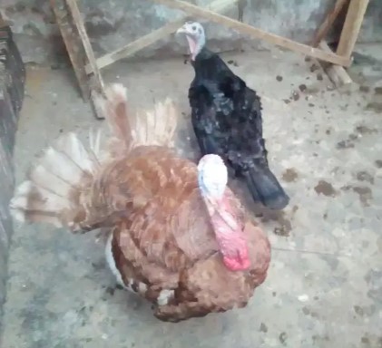 Babon kalkun black spanish