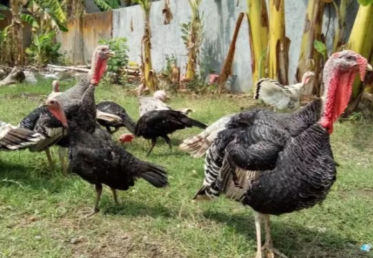 Ayam Kalkun (Jenis Bronze, Peliharaan/Daging)