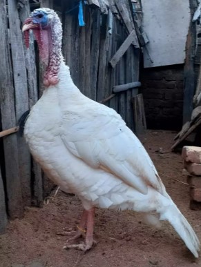 kalkun white holland jantan dewasa