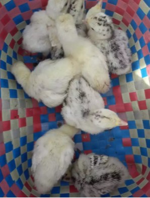 Anak kalkun 1 minggu