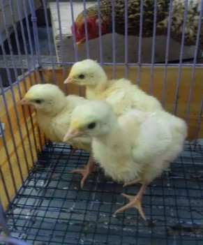 ayam kalkun anakan royal/golden palm