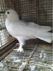 Burung dara merpati putih jembros