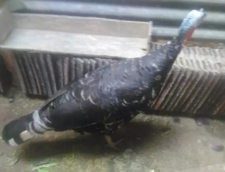 Babon kalkun black motled