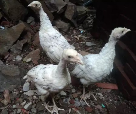 Ayam kalkun royal palm murmer