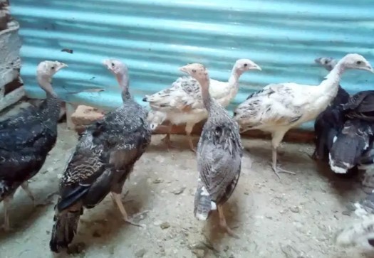 Anakan ayam kalkun 3 bulanan / remaja