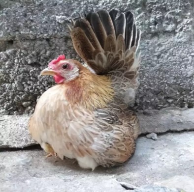 Ayam kate sepasang ( indukan )