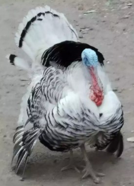 ayam kalkun kurang lebih 1 tahun