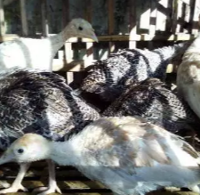 ayam hias kalkun black coklat bronze dll