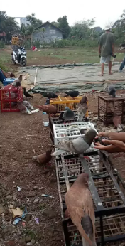 Jual burung dara giring