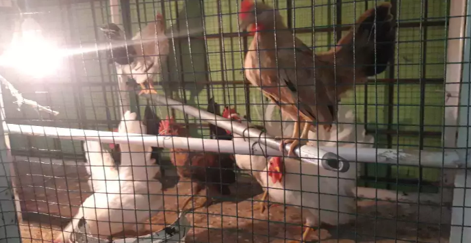 ayam kate umur4-6bulan