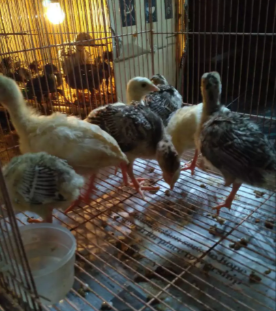 ayam hias kalkun black coklat bronze dll