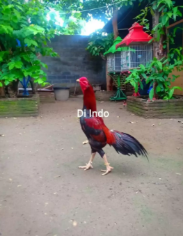 Ayam bangkok – Viper Aseel impor dari filipin 2x win