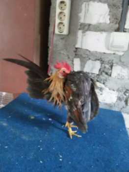 Dijual Ayam Serama Anakkan Kota Surabaya