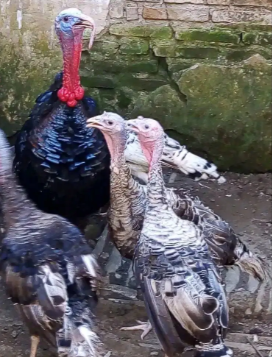 Ayam kalkun Hitam dan Putih Dewasa/Remaja