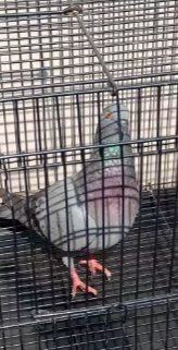 Di jual Sepasang Burung Dara Giring. Rp 200 Ribu