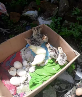 Anak kalkun masi kecil