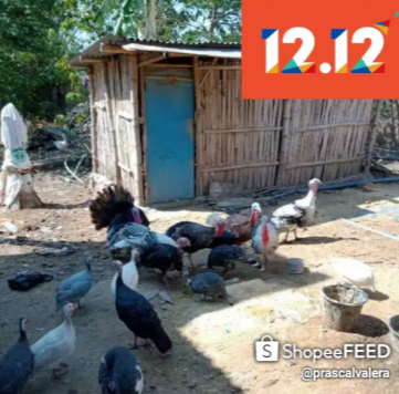 1 kg Daging ayam kalkun