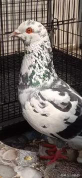 Di jual Sepasang Burung Dara Giring. Rp 200 Ribu