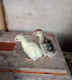Ayam kalkun anakan