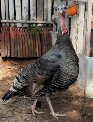 kalkun betina dewasa