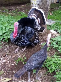 kalkun dewasa sepasang super