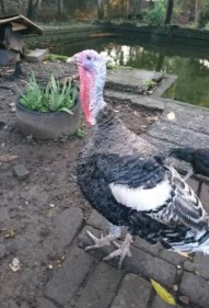 Kalkun jantan bronze