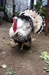 Kalkun Royal Palm Jantan Dewasa