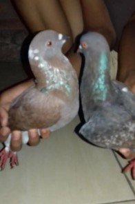 Burung Dara 85rb sepasang