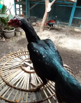 Ayam Bangkok Betina