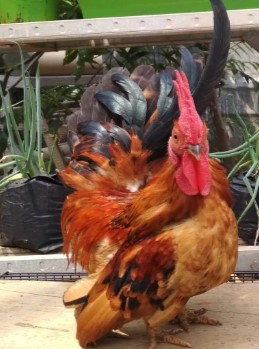 Ayam Jago Kate Ceper Gold