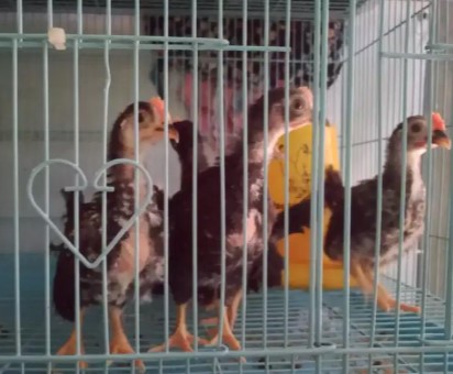 Anak ayam kate lokal