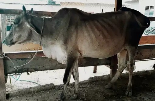 Lembu / sapi induk brahman hamil tua
