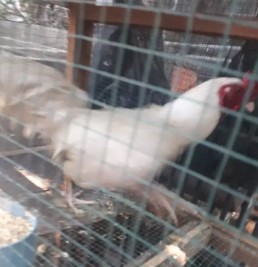 Ayam kampung putih