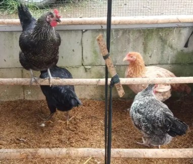 Indukan ayam kampung asli usia 4 bulan siap nelur bobot 1,5kg