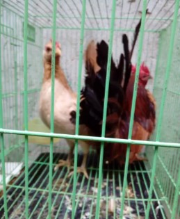 Ayam kate murah