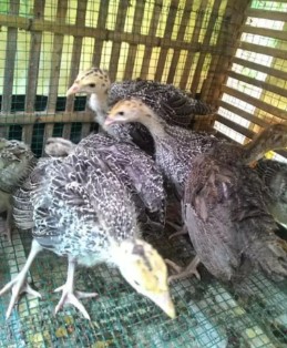Ayam kalkun umur 1-2 bulan
