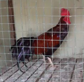 Ayam bekisar harga nego