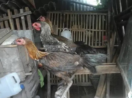 ayam pelung 4 bulanan
