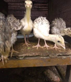 anakan kalkun umur 2 bln ada 4 ekor