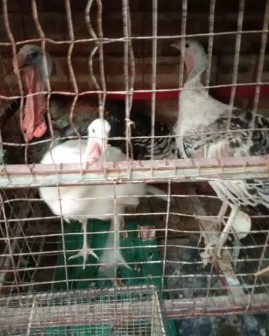 kalkun dewasa 1 jantan 2 betina